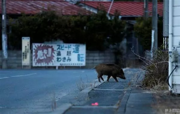日本福島核輻射過了五年,生物變種千奇百怪,野豬變異長相嚇人!