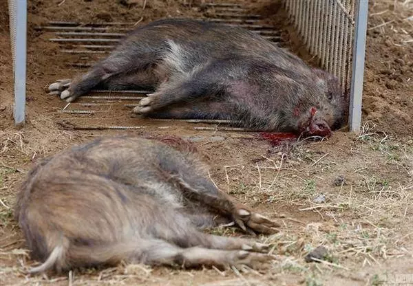 日本福島核輻射過了五年,生物變種千奇百怪,野豬變異長相嚇人!
