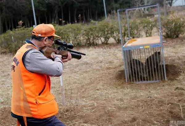 日本福島核輻射過了五年,生物變種千奇百怪,野豬變異長相嚇人!