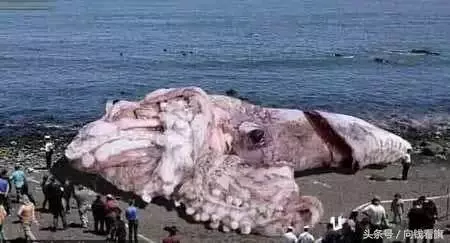日本福島核輻射過了五年,生物變種千奇百怪,野豬變異長相嚇人!