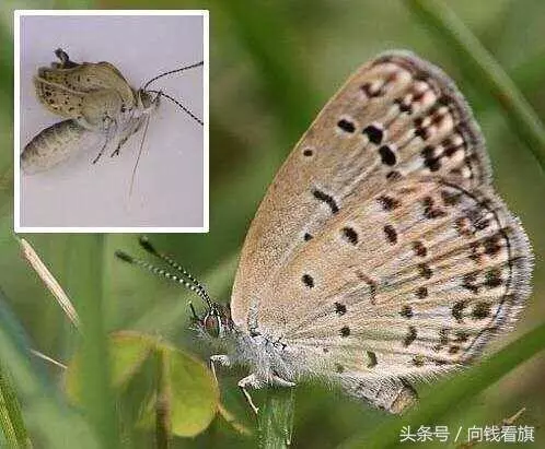 日本福島核輻射過了五年,生物變種千奇百怪,野豬變異長相嚇人!