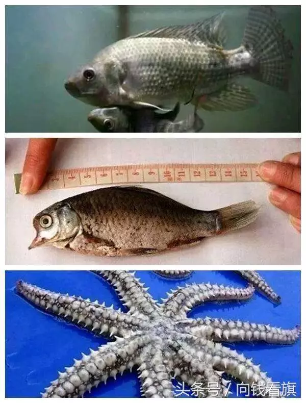 日本福島核輻射過了五年,生物變種千奇百怪,野豬變異長相嚇人!