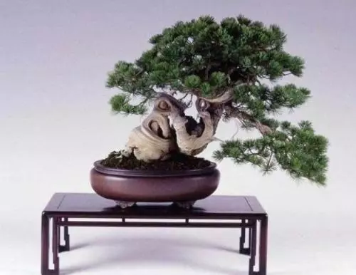 「老師傅」教你製作盆景,古樸感覺的盆景,放在家中絕對有面