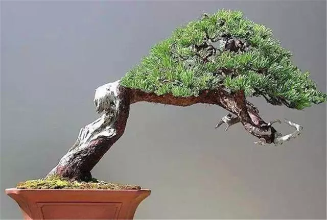 「老師傅」教你製作盆景,古樸感覺的盆景,放在家中絕對有面