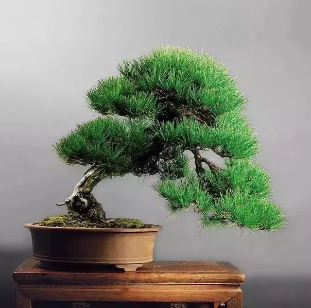 「老師傅」教你製作盆景,古樸感覺的盆景,放在家中絕對有面