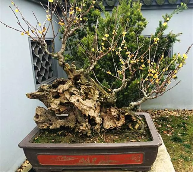 「老師傅」教你製作盆景,古樸感覺的盆景,放在家中絕對有面