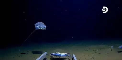 謎樣生物現蹤海溝深處 下擺牽絲詭爆