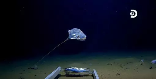 謎樣生物現蹤海溝深處 下擺牽絲詭爆