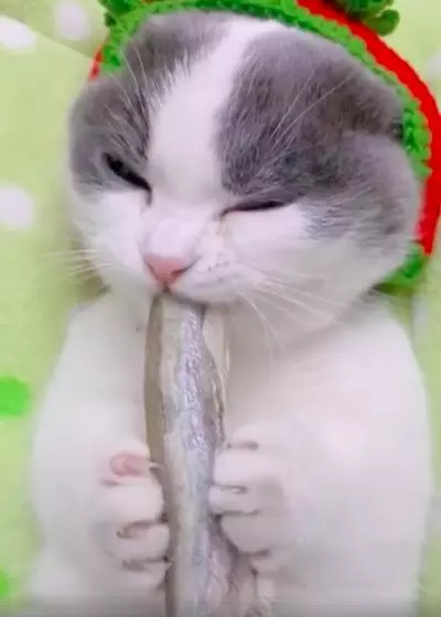 主人這好香~ 萌貓抱小魚乾幸福開吃 網聽聲音被療癒:不行惹❤