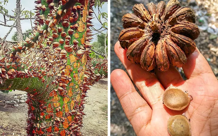 親眼看會被嚇到往後退 8種「擁有超能力」的驚奇植物