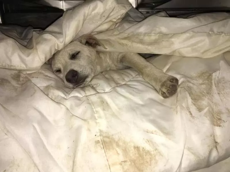 下雨天好心開門讓濕透小狗進屋 牠身體帶泥巴鑽被窩:謝謝你…
