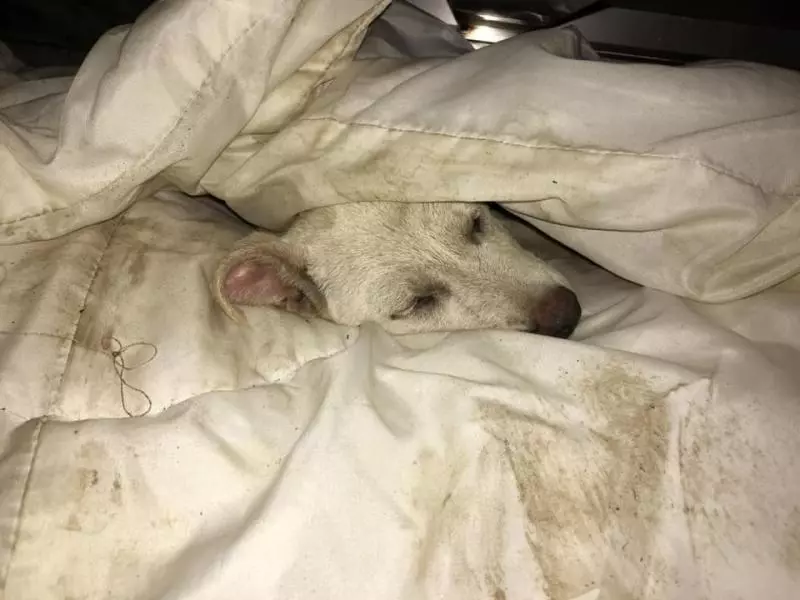 下雨天好心開門讓濕透小狗進屋 牠身體帶泥巴鑽被窩:謝謝你…