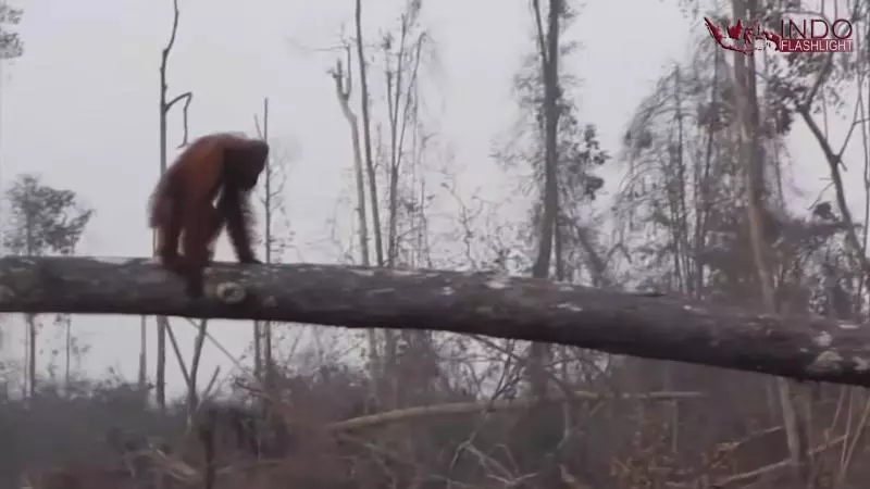 捍衛最後的家! 紅毛猩猩「悲舉雙手」想擋推土機…結果超淚目