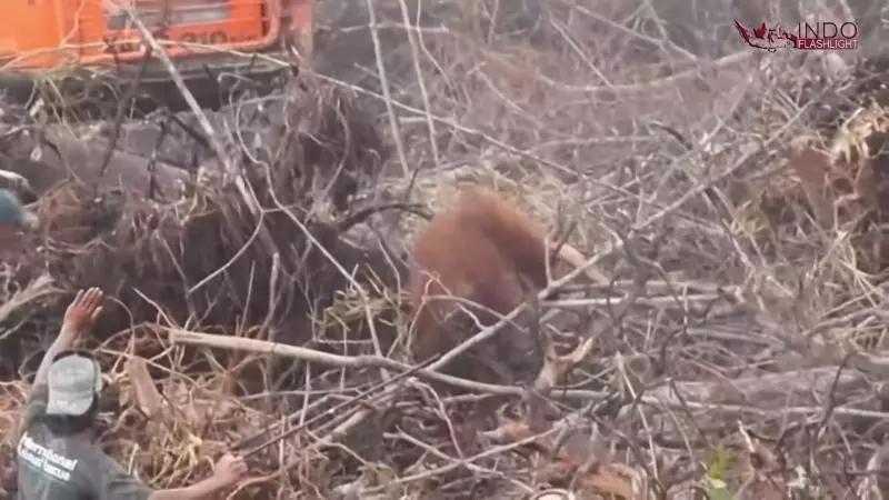 捍衛最後的家! 紅毛猩猩「悲舉雙手」想擋推土機…結果超淚目
