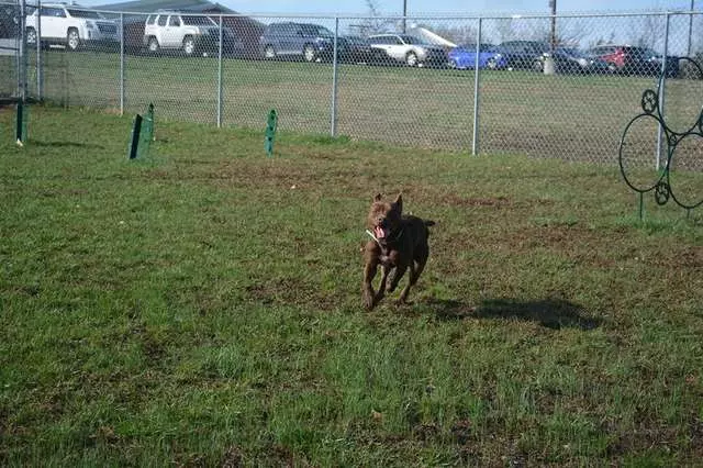 收容所203隻動物被領養「只剩牠一隻」 呆萌汪愣在原地:我的家人呢?