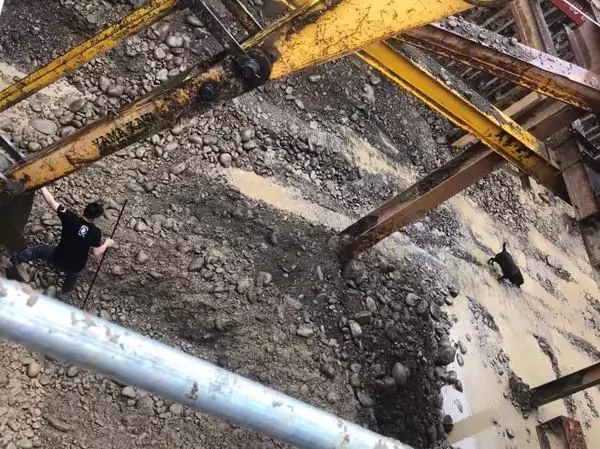 狗狗掉進5米深地基,工人用挖掘機救起,主人都沒發現狗丟了