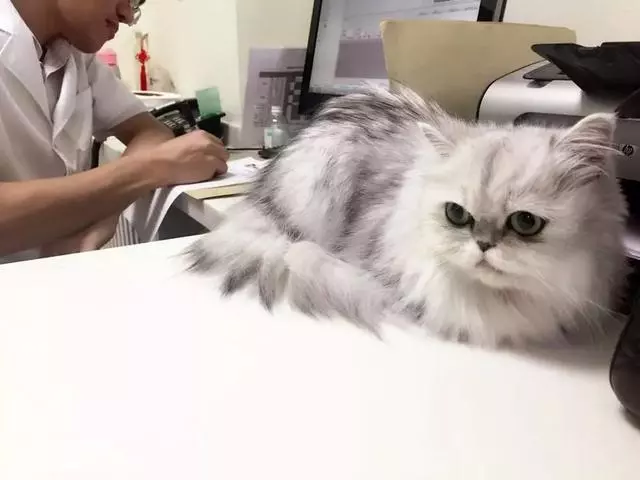 寵物治療價格高,看病不如重新買一隻,其中鏟屎官經歷了什麼?