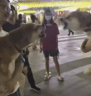原來狗狗這六種小毛病竟是聰明的體現?你家汪中槍了嗎?