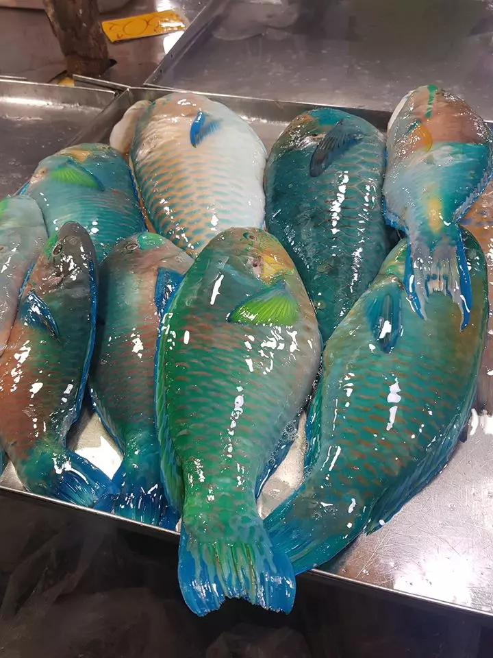 一起保護地球!菲律賓女子「拒絕吃鸚鵡魚」 呼籲大眾響應:牠能拯救珊瑚礁!