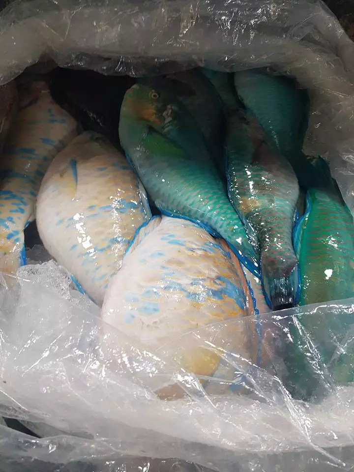 一起保護地球!菲律賓女子「拒絕吃鸚鵡魚」 呼籲大眾響應:牠能拯救珊瑚礁!