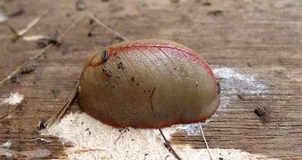 她在家裡庭院看到一坨「生魚片握壽司」突然動起來嚇到尖叫,下一秒媽媽衝過來喊「敢殺你就完了!」