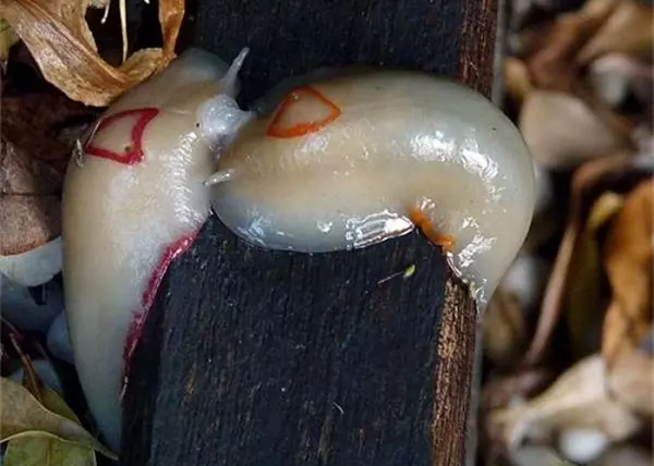 她在家裡庭院看到一坨「生魚片握壽司」突然動起來嚇到尖叫,下一秒媽媽衝過來喊「敢殺你就完了!」