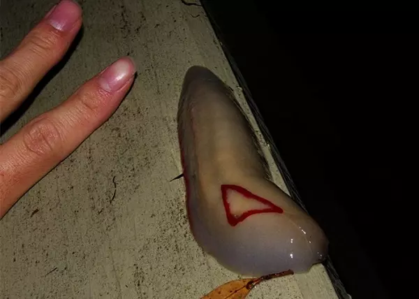 她在家裡庭院看到一坨「生魚片握壽司」突然動起來嚇到尖叫,下一秒媽媽衝過來喊「敢殺你就完了!」