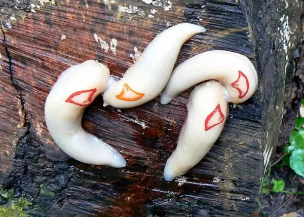 她在家裡庭院看到一坨「生魚片握壽司」突然動起來嚇到尖叫,下一秒媽媽衝過來喊「敢殺你就完了!」
