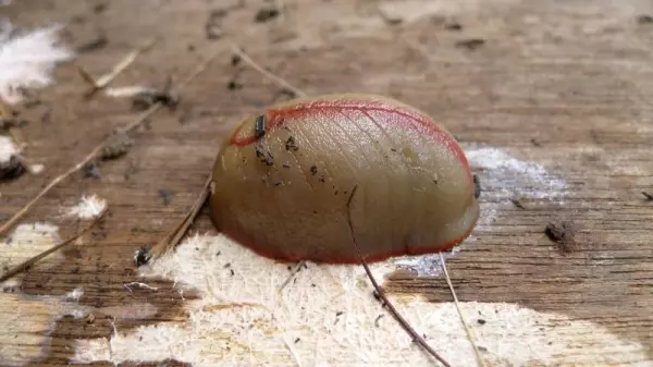 她在家裡庭院看到一坨「生魚片握壽司」突然動起來嚇到尖叫,下一秒媽媽衝過來喊「敢殺你就完了!」