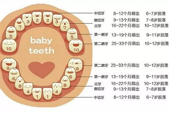 父母必知:兒童換牙時間表,別讓「六齡牙」毀了孩子一生