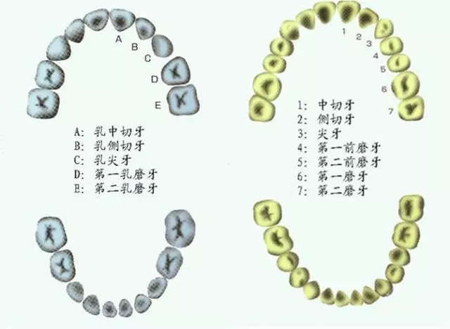 父母必知:兒童換牙時間表,別讓「六齡牙」毀了孩子一生
