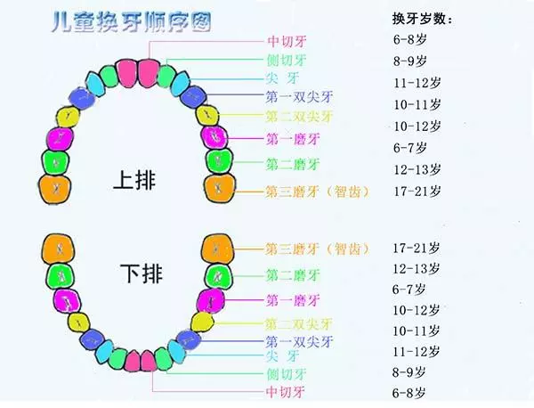 父母必知:兒童換牙時間表,別讓「六齡牙」毀了孩子一生