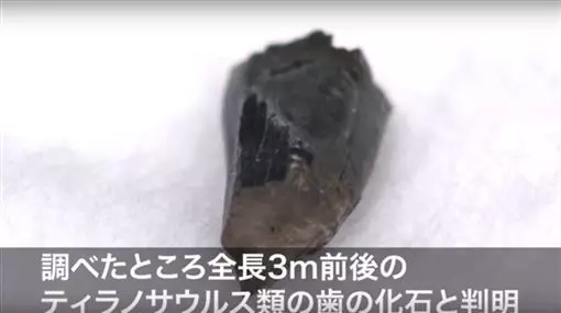 日學生體驗考古!挖出9千萬年前化石