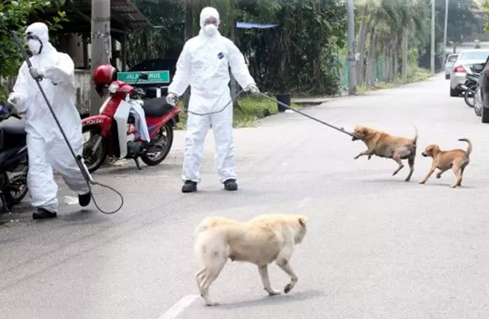 4月22日起!展開狂犬病行動!這一區的流浪狗將被「格殺勿論」!