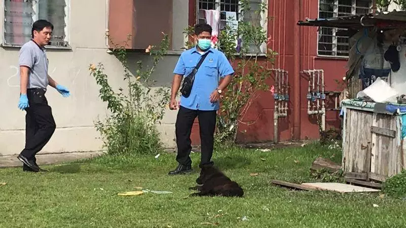 4月22日起!展開狂犬病行動!這一區的流浪狗將被「格殺勿論」!