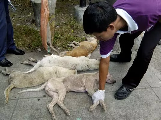 4月22日起!展開狂犬病行動!這一區的流浪狗將被「格殺勿論」!