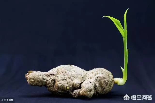 盆栽生薑如何種植?,放入室內,十天左右即可出芽,之後準備播種