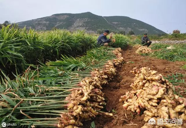 盆栽生薑如何種植?,放入室內,十天左右即可出芽,之後準備播種