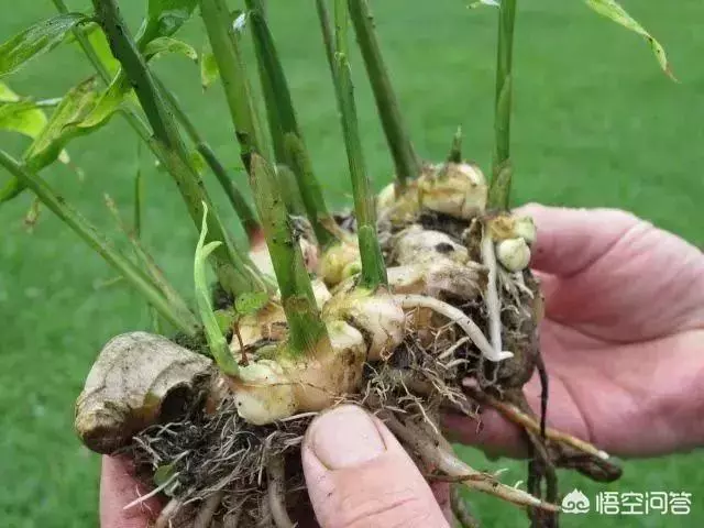 盆栽生薑如何種植?,放入室內,十天左右即可出芽,之後準備播種