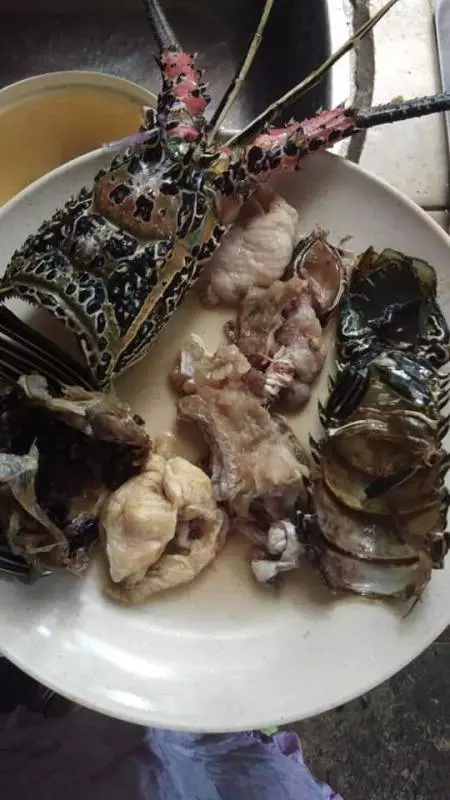 【大馬現「掛羊頭賣狗肉」的龍蝦】打開卻發現裝滿了「這些」肉?網民看了都噴飯了!