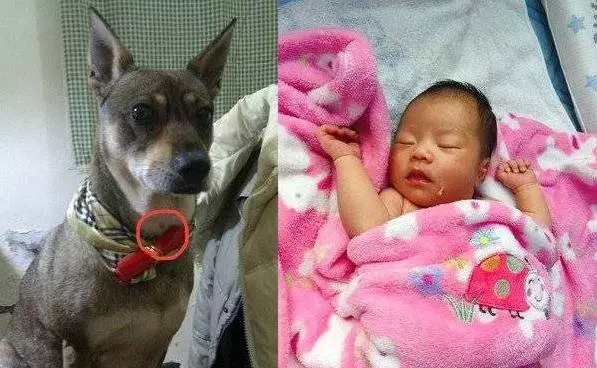 (真人真事)臺灣一隻11歲狗狗,遵守離開世界前主人和牠的約定,轉世成為主人女兒