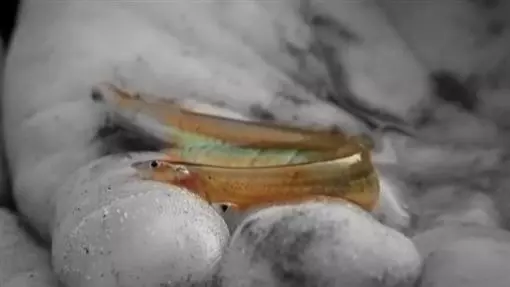 怪魚鍾情尿騷味「入侵生殖器」!鑽得太深…整組要割掉