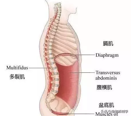 14張解剖圖告訴你,為什麼這樣練核心更有效!