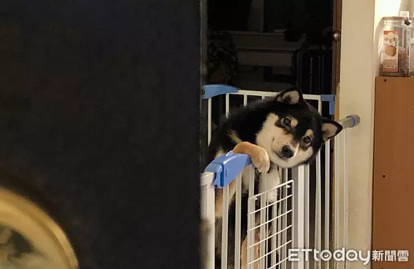 飼主PO「每天進門畫面」! 專注側臉暖暈8千人:多晚牠都等你