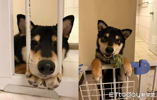 飼主PO「每天進門畫面」! 專注側臉暖暈8千人:多晚牠都等你