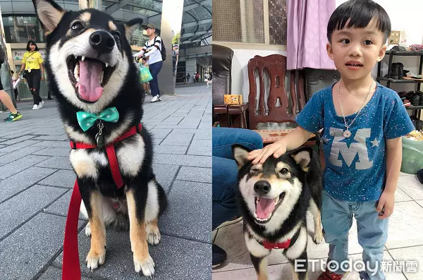 飼主PO「每天進門畫面」! 專注側臉暖暈8千人:多晚牠都等你