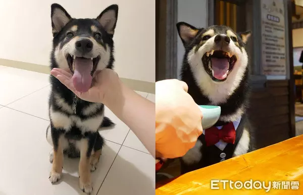 飼主PO「每天進門畫面」! 專注側臉暖暈8千人:多晚牠都等你