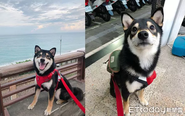飼主PO「每天進門畫面」! 專注側臉暖暈8千人:多晚牠都等你