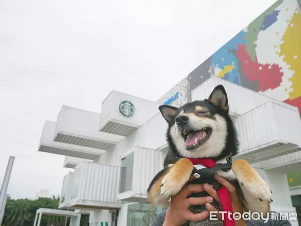 飼主PO「每天進門畫面」! 專注側臉暖暈8千人:多晚牠都等你