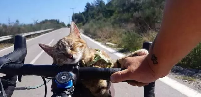 男子旅行遇流浪貓,帶它一起環遊歐洲,在貓的幫助下解開了心結